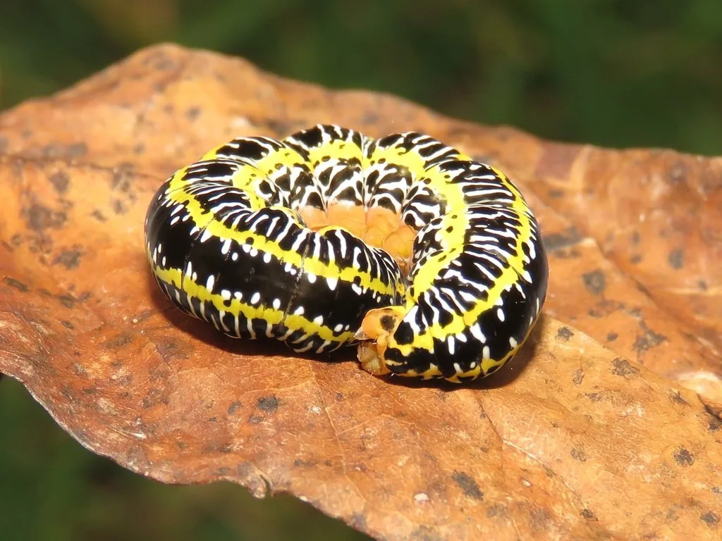 Zebra caterpillar with bold black, yellow and white stripes, curled on a leaf