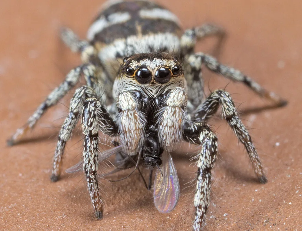 Zebra jumping spider with black and white stripes, face showing large eyes