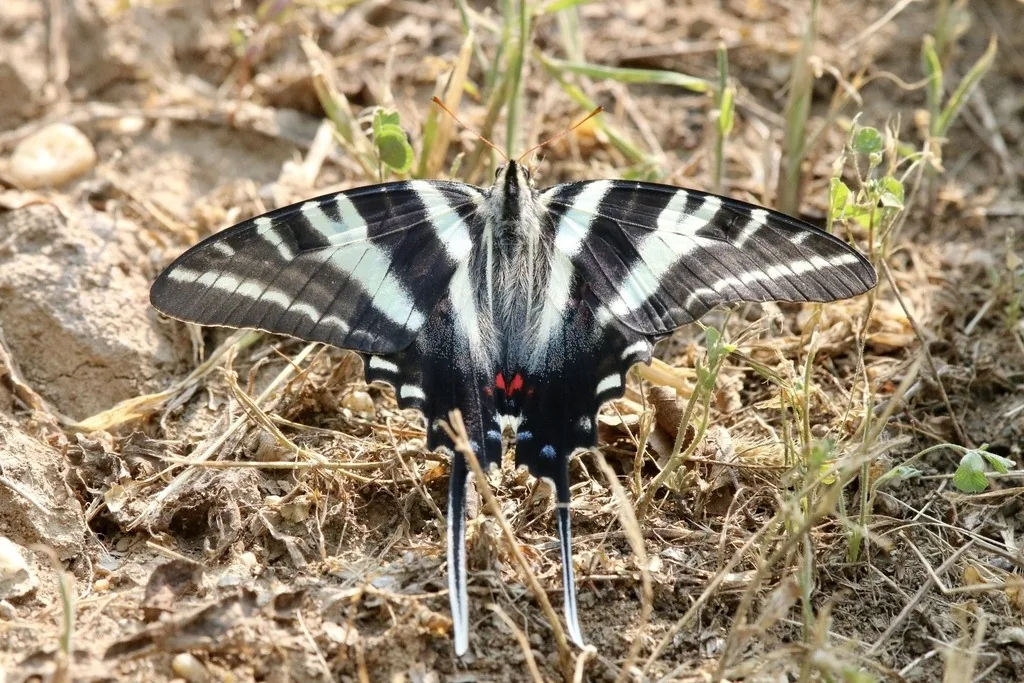 Zebra swallowtail butterfly with black and white stripes and long tails