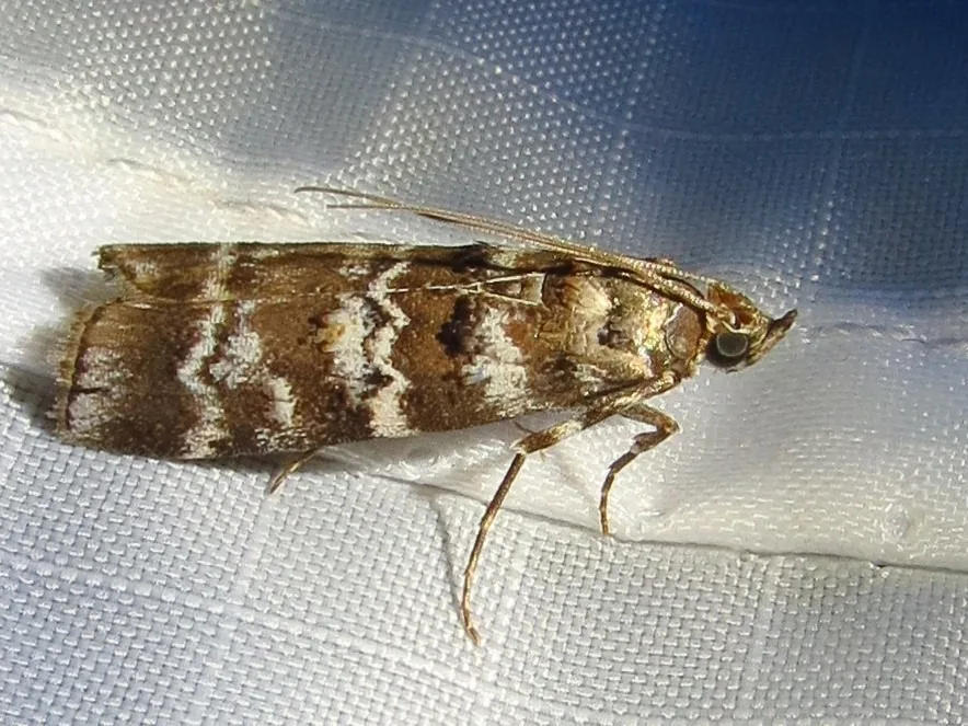Zimmerman pine moth, a gray-brown moth with red-brown and white zigzag bands on its wings