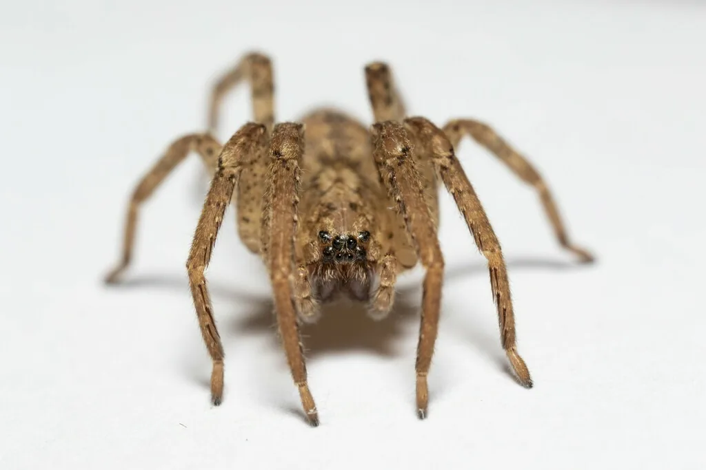 Zoropsis spider, a long-legged brown spider with dark markings, on a white surface